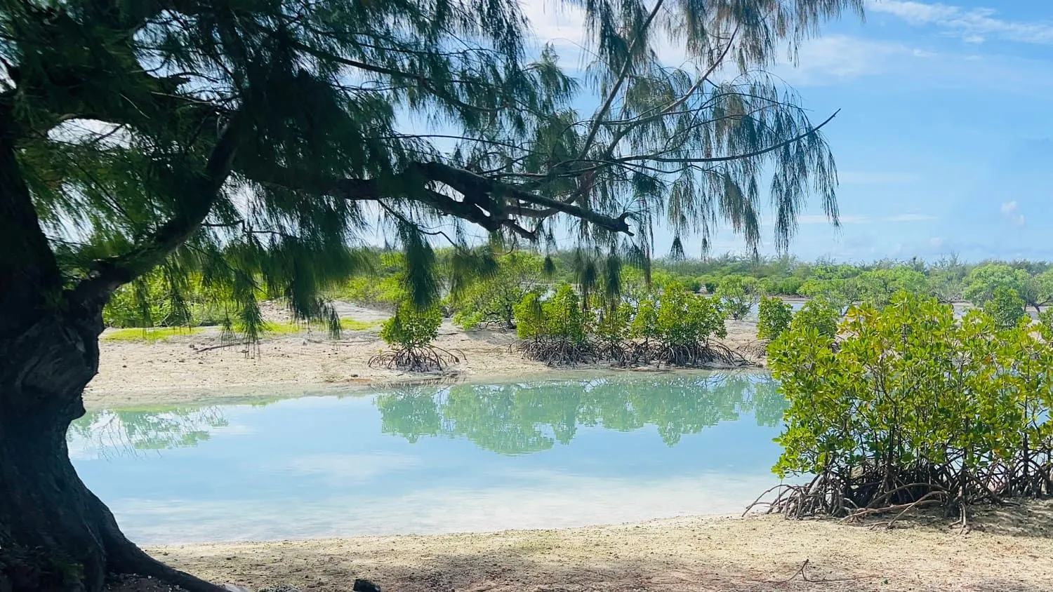 A te kaina tree leaning over a still pool, with young mangroves along the far bank.