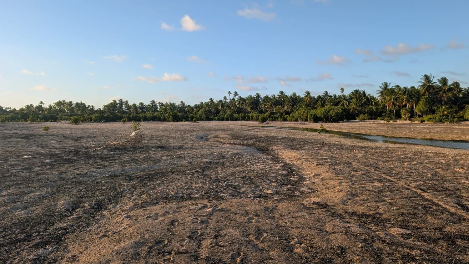 The tidal flat at low tide, a channel of water running through it towards a palm treeline on the far side.