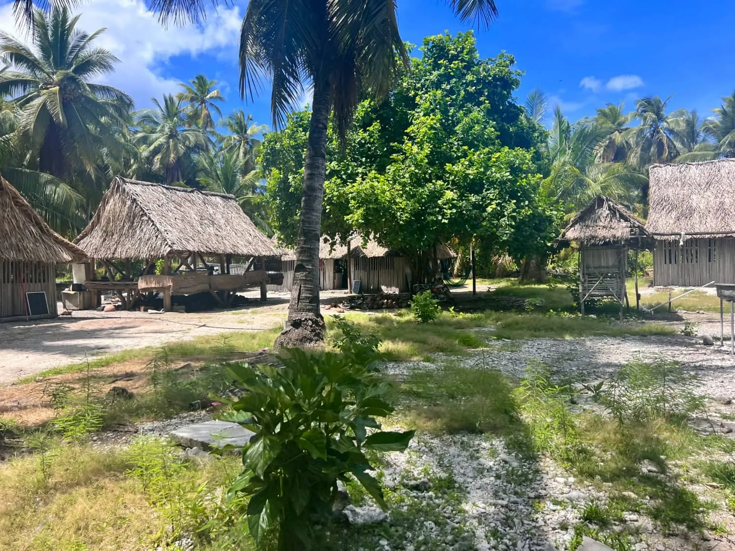 Thatched houses around an open clearing under coconut palms in a Kiribati village.